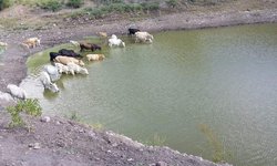 Júbilo entre campesinos por bordos llenos de agua y pastos verdes