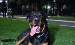 Se reglamentará acceso de mascotas al Tangamanga uno