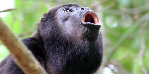 Piden a López Obrador decrete "Emergencia Ecológica" por muerte de monos saraguato