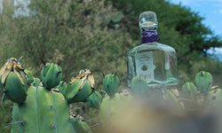 Buscan proteger e impulsar producción del mezcal en SLP