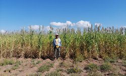 Buena producción de sorgo forrajero, tienen agricultores fernandenses